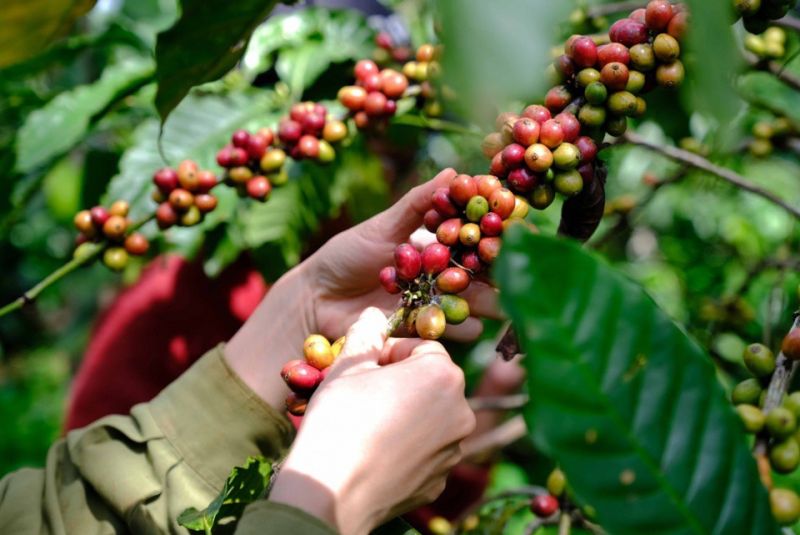 Sản lượng cà phê tồn kho của Việt Nam rất thấp, chỉ bằng 50% so với những năm trước đó.