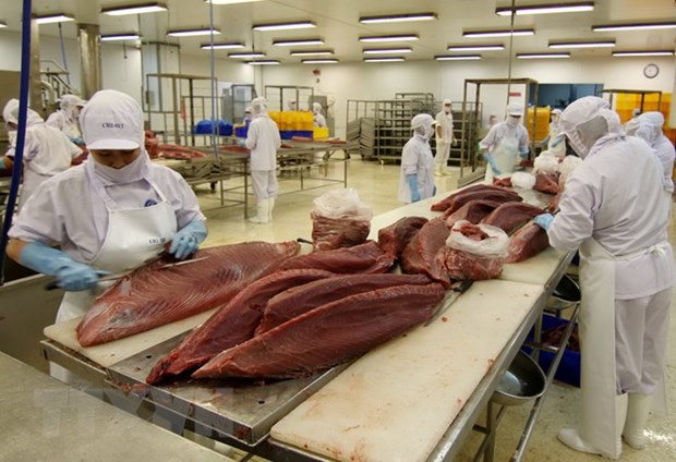 Tin vui: Chile có xu hướng tăng nhập khẩu cá ngừ từ Việt Nam. Ảnh internet.