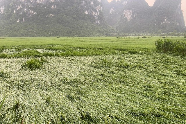 Hơn có hơn 10 ha lúa bị đổ.