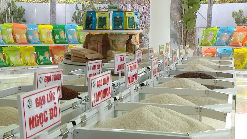 Hôm nay, giá gạo tiếp tục giảm nhẹ, giá lúa chào cao. (Ảnh minh họa)