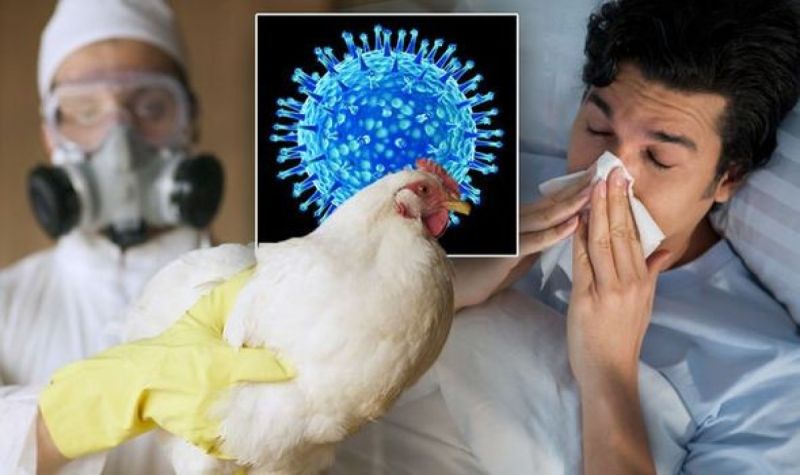 Mối nguy hiểm hiện hữu: WHO phát hiện chủng cúm gia cầm AH5N1 ở bò và dê. Ảnh chỉ có tính chất minh họa, nguồn internet.