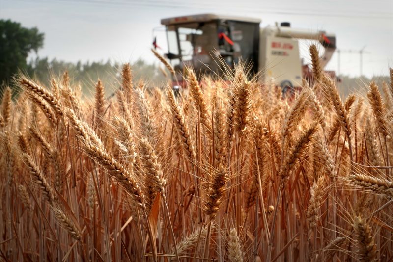 Việt Nam nhập khẩu gần 1,51 triệu tấn lúa mì, tương đương trên 421,39 triệu USD trong Ba tháng đầu năm.