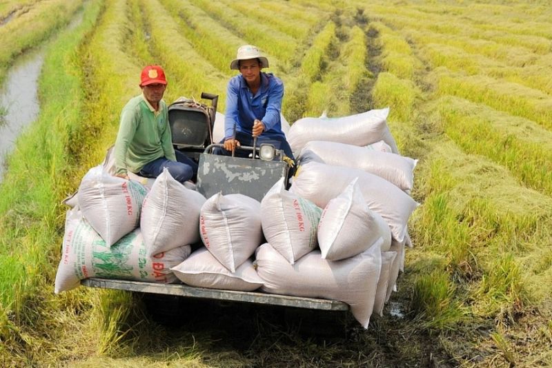 Giá lúa gạo hôm nay điều chỉnh tăng với gạo và lúa (Ảnh minh họa)