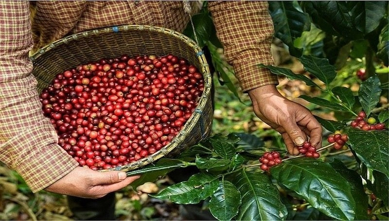Giá cà phê Arabica Brazil sáng ngày 20/4/2024 có mức tăng giảm hỗn hợp qua các kỳ giao hàng. (Ảnh minh hoạ).