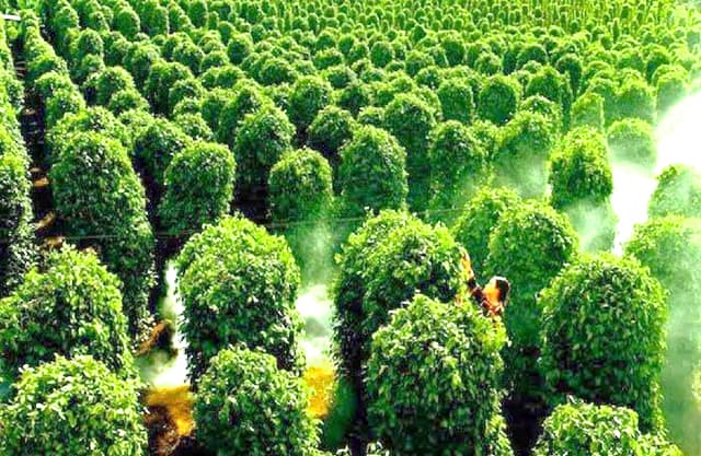 Giá tiêu hôm nay 21/4: Trên đà tăng nóng, có xu hướng tiến đến mốc 100.000 đồng/kg