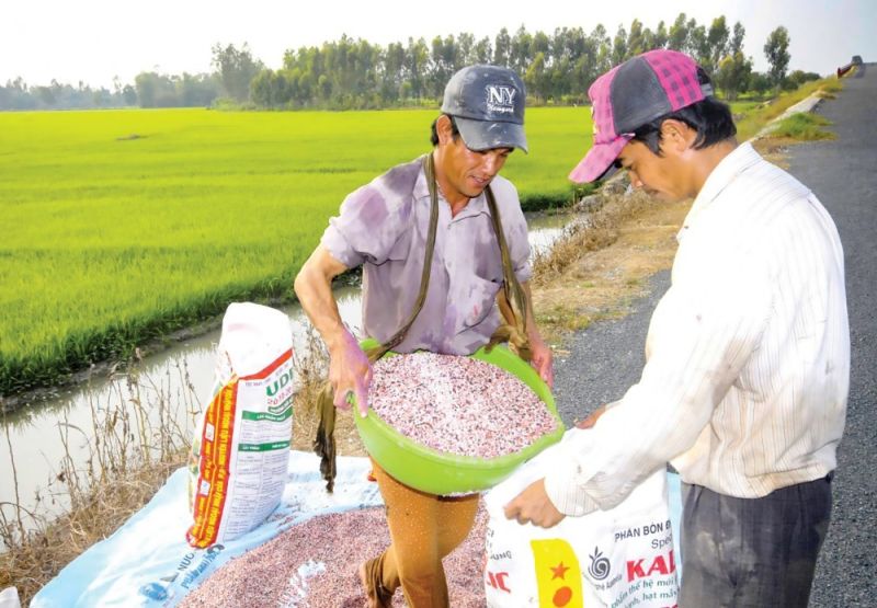 Trung Quốc vẫn đứng đầu về thị trường cung cấp phân bón cho Việt Nam, chiếm 41,6% trong tổng lượng và chiếm 29,6% trong tổng kim ngạch nhập khẩu phân bón của cả nước. (Ảnh minh họa)