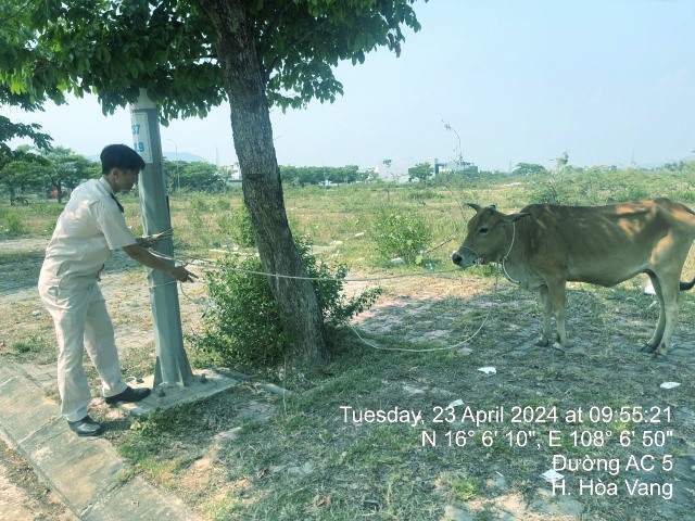 Lực lượng chức năng phường Hòa Hiệp Nam ra quân bắt giữ bò thả rong tại Khu đô thị sinh thái Golden Hills