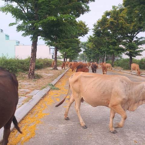 Đàn bò thả rong gần trường THCS Đàm Quang Trung (Khu đô thị sinh thái Golden Hills)