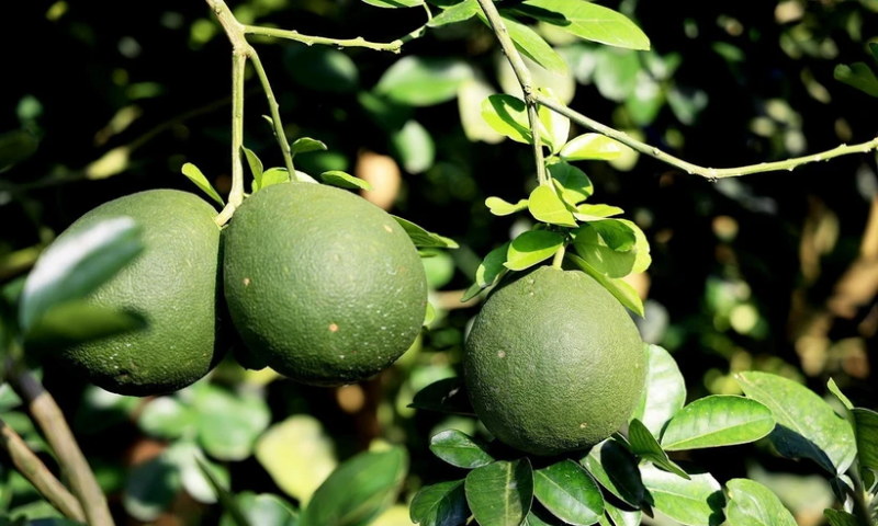 Bưởi da xanh ở 4 vùng trồng trên địa bàn tỉnh Bà Rịa-Vũng Tàu được cấp mã số vùng trồng xuất khẩu trái bưởi tươi đi thị trường Mỹ.