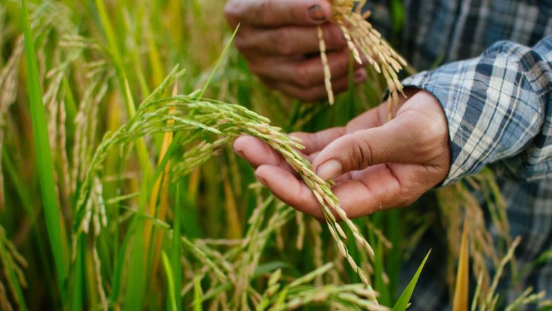 Giá lúa gạo hôm nay 23/4: Biến động trái chiều