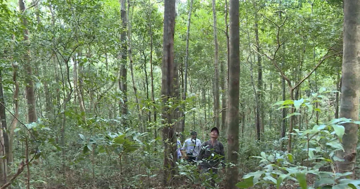 Thúc đẩy công nghiệp chế biến và xuất khẩu gỗ