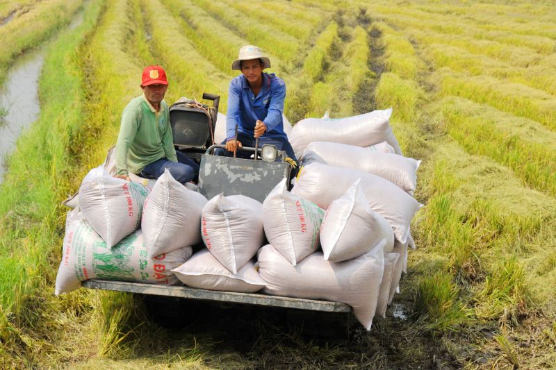 Giá lúa gạo hôm nay biến động trái chiều giữa lúa và gạo. (Ảnh minh họa)