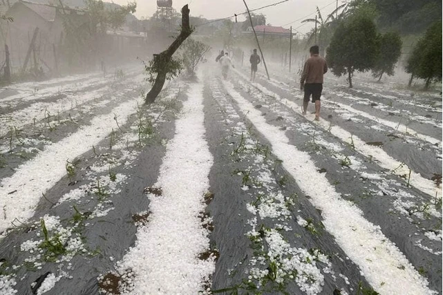 Mưa đá gây thiệt hại nhiều diện tích hoa màu ở Vân Hồ, Sơn La.