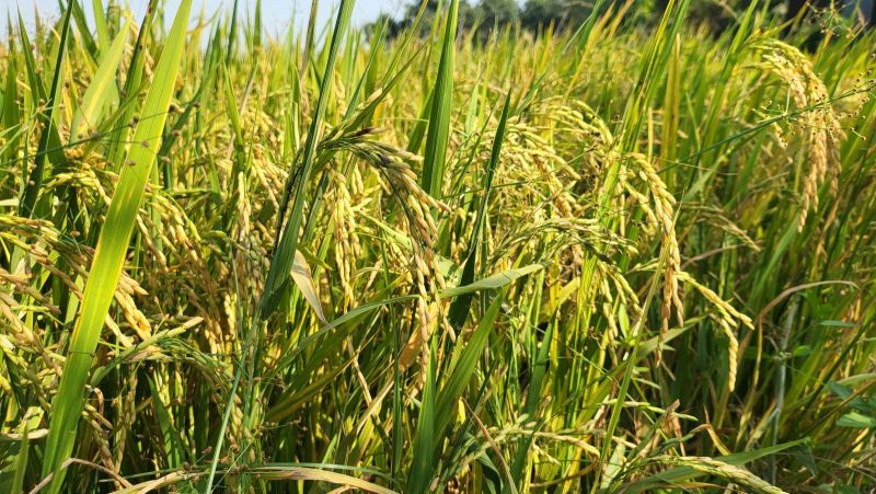 Giá lúa gạo hôm nay duy trì với lúa, giảm với gạo. (Ảnh minh họa)