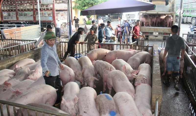 Giá heo hơi hôm nay 29/4: Tăng giảm trái chiều, cao nhất 63.000 đồng/kg