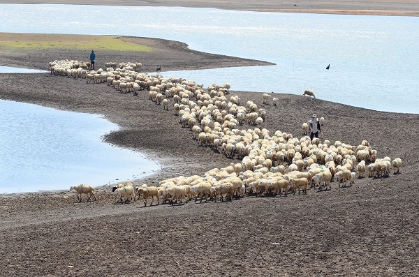 Du lịch trải nghiệm với trang trại nuôi cừu