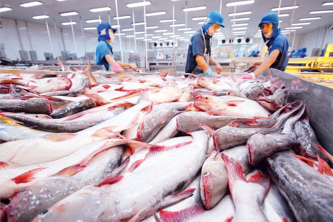 Dự báo, từ quý III, giá xuất khẩu cá tra tăng thêm 10%. Ảnh internet.