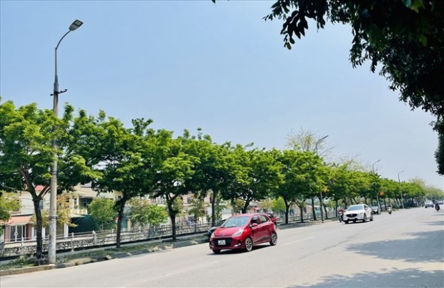 Hàng cây giáng hương trên đường Nguyễn Sỹ Sách, TP Vinh được trồng mới, thay thế.