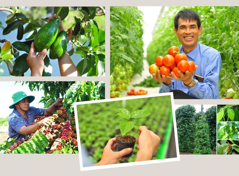 Nhiều “điểm nghẽn” khiến nông sản xuất khẩu vùng Tây Nguyên khó ra thị trường thế giới?