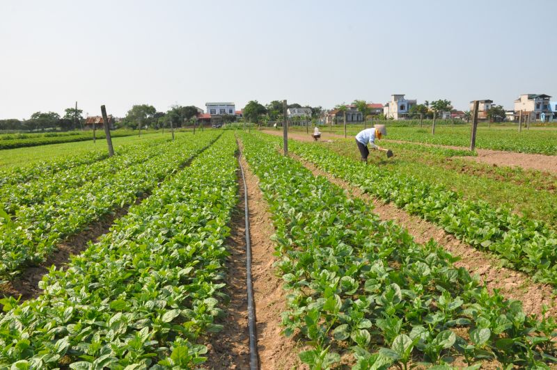 Nông nghiệp được coi là trụ đỡ nền kinh tế của xã Yên Cường