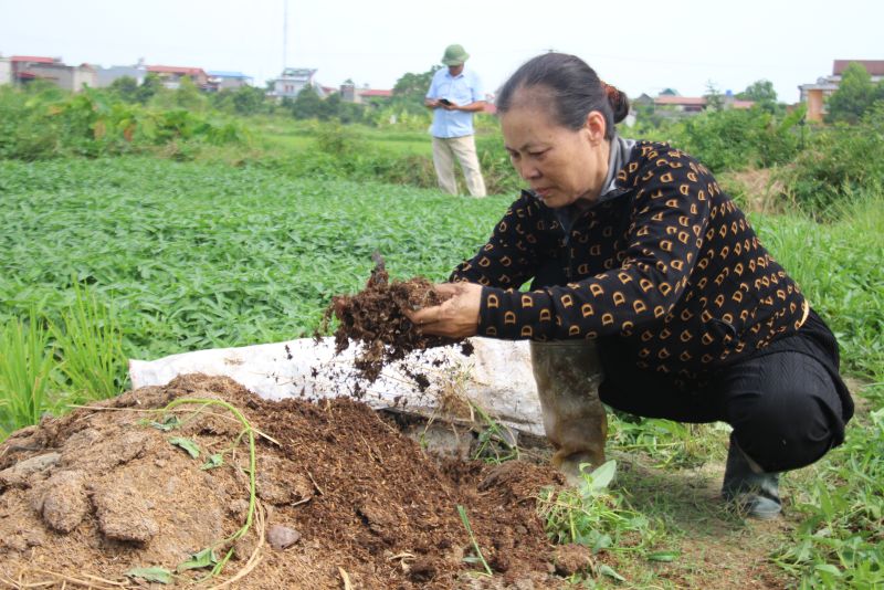 Người dân xã Yên Cường sử dụng phân hữu cơ để bón rau