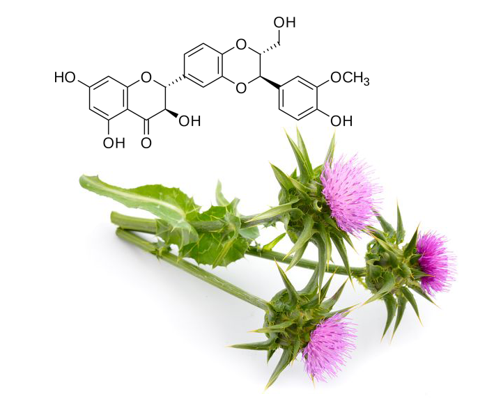 Silybin trong kế sữa với tác dụng bảo vệ tế bào gan Silybin trong kế sữa với tác dụng bảo vệ tế bào gan