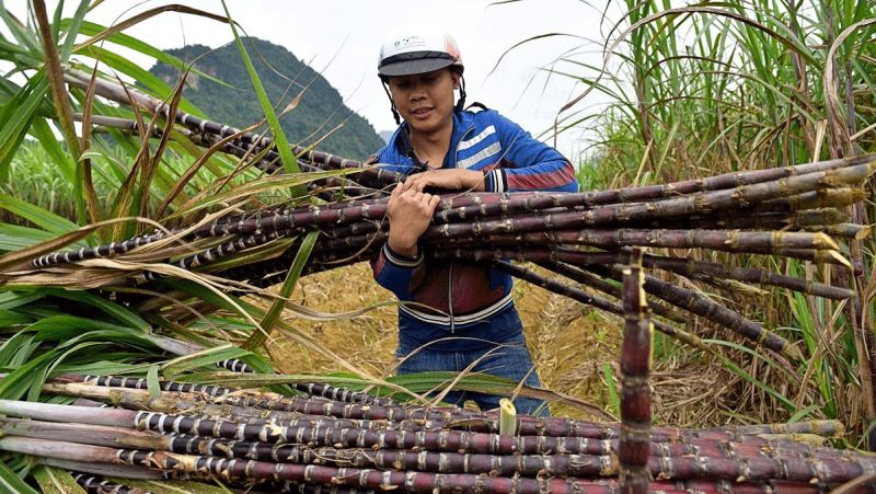Kirin Capital: Thị trường mía đường dự báo có nhiều thuận lợi trong niên vụ 2023-2024