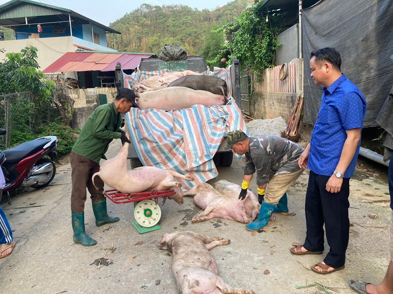 Tiêu hủy lợn mắc dịch tả lợn Châu Phi tại xã Dương Quang. (Ảnh: backancity.gov.vn)