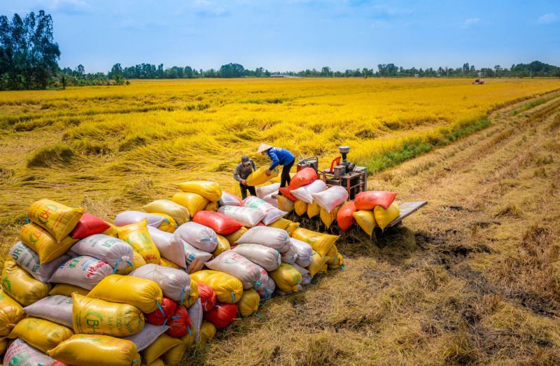 dự kiến năm 2024 Việt Nam sẽ xuất khẩu khoảng 7,4 triệu tấn gạo. Trong đó, lượng gạo hàng hóa cho xuất khẩu 6 tháng đầu năm 2024 ước 4,38 triệu tấn và 6 tháng cuối năm trên 3 triệu tấn.