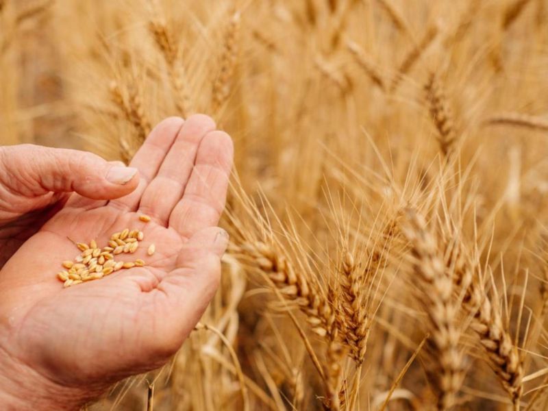 Sau ngô, giá lúa mì cũng đối mặt với nguy cơ tăng mạnh