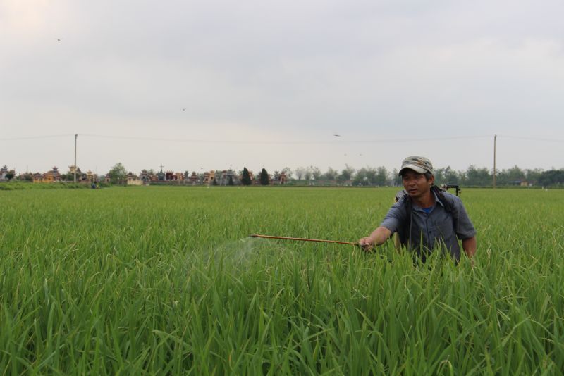 Ngành nông nghiệp tỉnh Nam Định khuyến cáo, bà con nông dân chủ động phun trừ rầy lứa 3