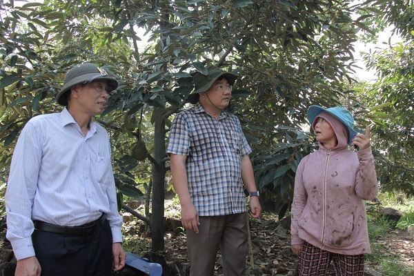 Đoàn công tác của UBND tỉnh Ninh Thuận kiểm tra khu vực trồng cây ăn trái đang bị hạn hán