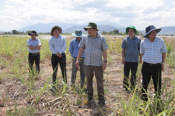 Đoàn công tác của UBND tỉnh Ninh Thuận kiểm tra khu vực trồng mía đang bị hạn nặng