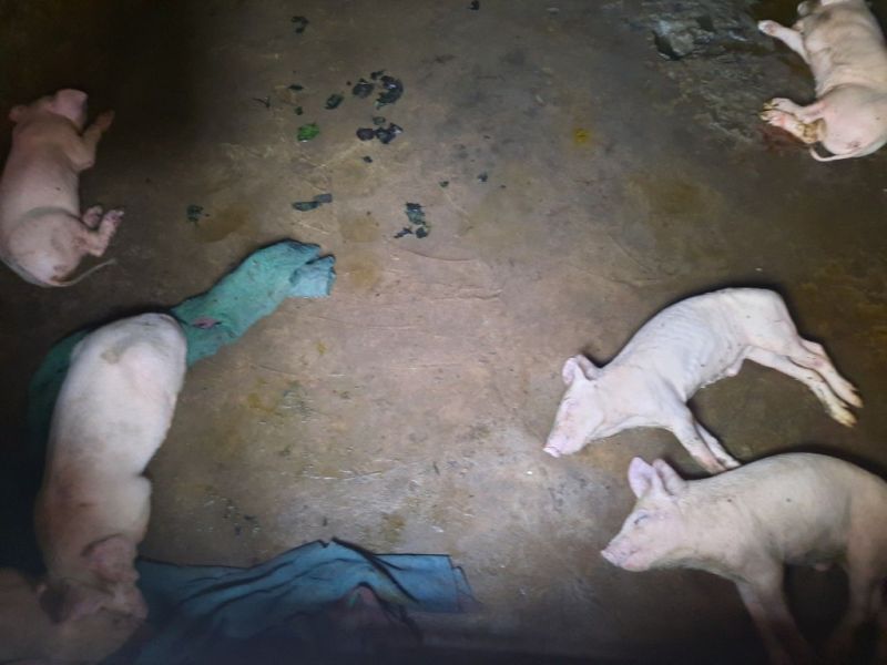 Dịch tả lợn châu Phi xuất hiện trên đàn lợn của hộ chăn nuôi tại xã Liên Vị, TX Quảng Yên.