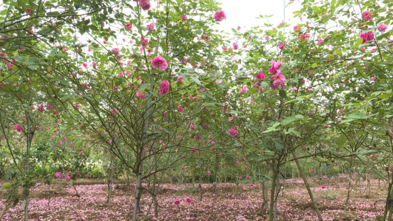 Cảnh đường quê đầy hoa tường vi và vườn hoa hồng tại xã Bách Thuận
