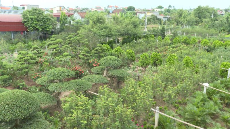 Nhà vườn với các loại cây cảnh cây hoa xanh tươi đặc trưng tại xã Bách Thuận huyện Vũ Thư