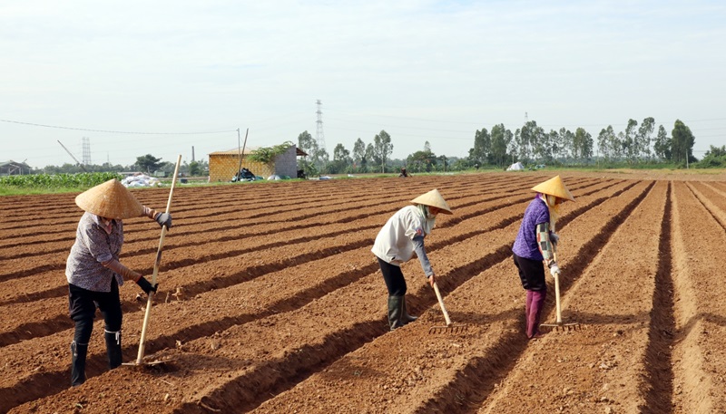 Nông dân làm đất trồng cây màu tại xã Trung Kênh