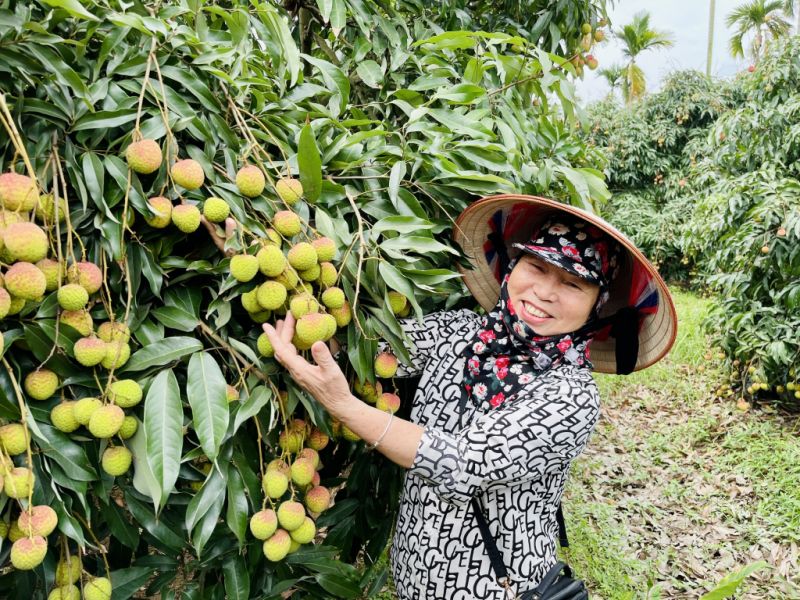 Quảng Ninh: Toàn bộ 1.600 tấn vải chín sớm Phương Nam đã được tiêu thụ