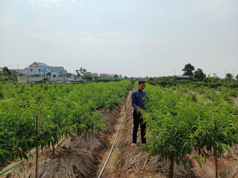 Ông Phạm Duy Khuynh ở khu vực trồng cây đào cảnh của gia đình