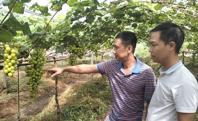 Anh Nguyễn Hồng Thịnh giới thiệu về nho mẫu đơn tại Ama Farm Tây Nguyên với phóng viên Tạp chí Thương Hiệu & Công Luận Anh Nguyễn Hồng Thịnh giới thiệu về nho mẫu đơn tại Ama Farm Tây Nguyên với phóng viên Tạp chí Thương Hiệu & Công Luận