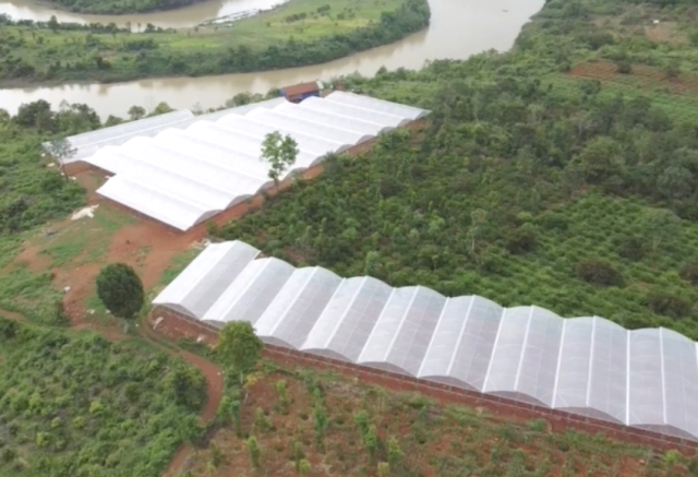 Một góc Ama Farm Tây Nguyên được xây dựng khoa học để trồng nho mẫu đơn Một góc Ama Farm Tây Nguyên được xây dựng khoa học để trồng nho mẫu đơn