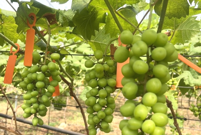 Gắn thẻ để theo dõi quá trình phát triển của nho mẫu đơn tại Ama Farm Tây Nguyên Gắn thẻ để theo dõi quá trình phát triển của nho mẫu đơn tại Ama Farm Tây Nguyên