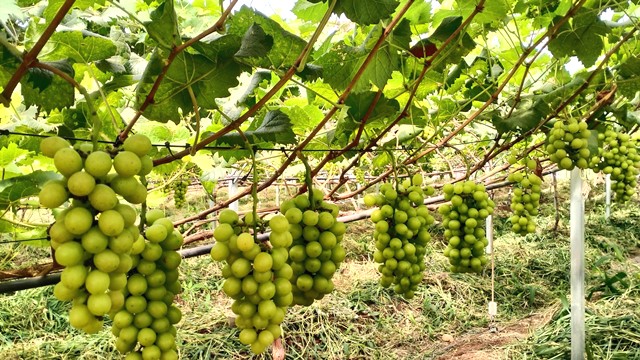 Những chùm nho mẫu đơn trĩu quả tại Ama Farm Tây Nguyên Những chùm nho mẫu đơn trĩu quả tại Ama Farm Tây Nguyên