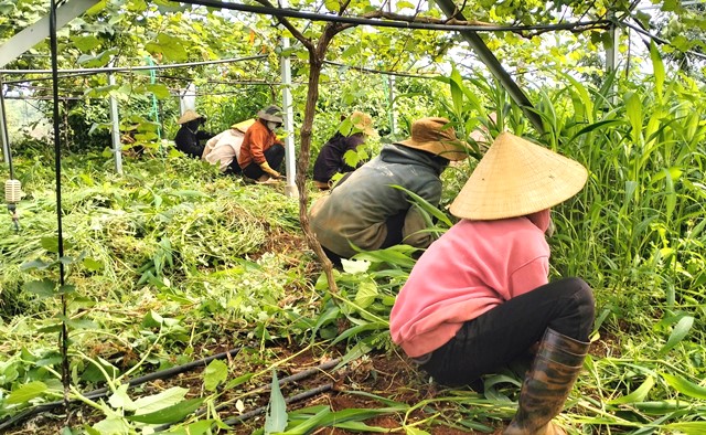 Không dùng thuốc hóa học để diệt cỏ, mà nhổ cỏ bằng sức lao động của con người Không dùng thuốc hóa học để diệt cỏ, mà nhổ cỏ bằng sức lao động của con người
