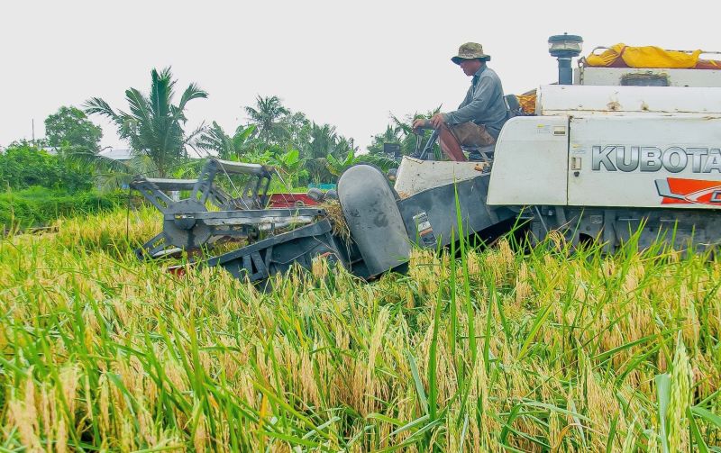 Giá lúa gạo hôm nay 7/6/2024: Giá gạo tăng nhẹ (Ảnh minh họa)