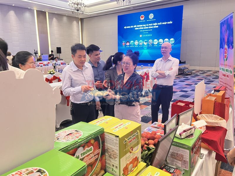 Gốc tích trái vải “Vua” giá đắt đỏ được “thượng đế” săn lùng cháy hàng