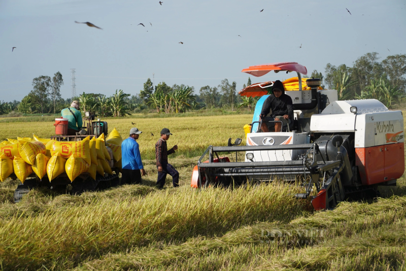 Giá lúa hôm nay đi ngang, giá gạo tiếp đà tăng. (Ảnh minh họa)