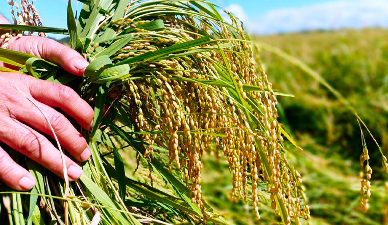 Giá lúa gạo hôm nay 22/6: Tiếp tục xu hướng đi ngang