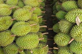 Giá sầu riêng ngày 9/6: Duy trì ổn định ở ba khu vực