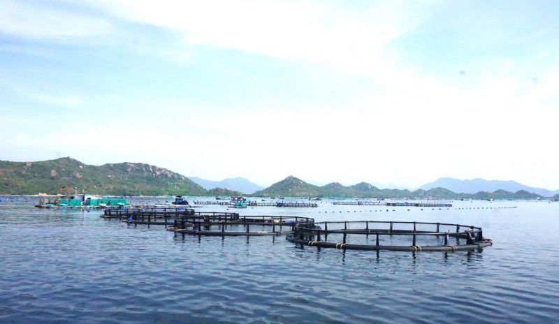Mô hình thí điểm nuôi biển công nghệ cao được triển khai trên vùng biển mở xã Cam Lập